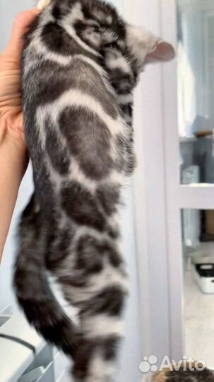 Бенгальский мальчик серебро