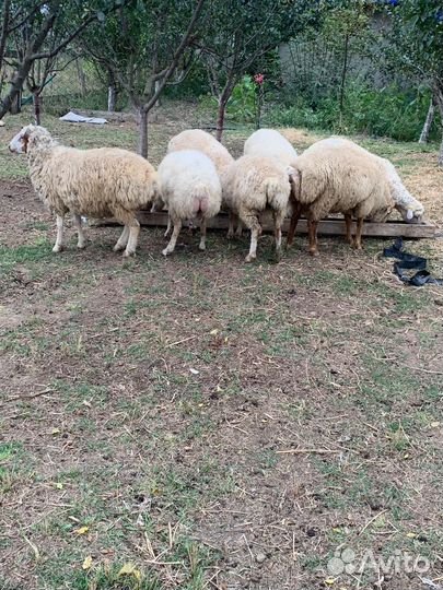 Курдючные бараны овцы