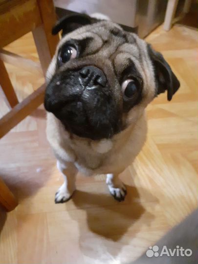 Мопс продам