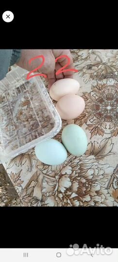 Инкубаторы несушка,золушка