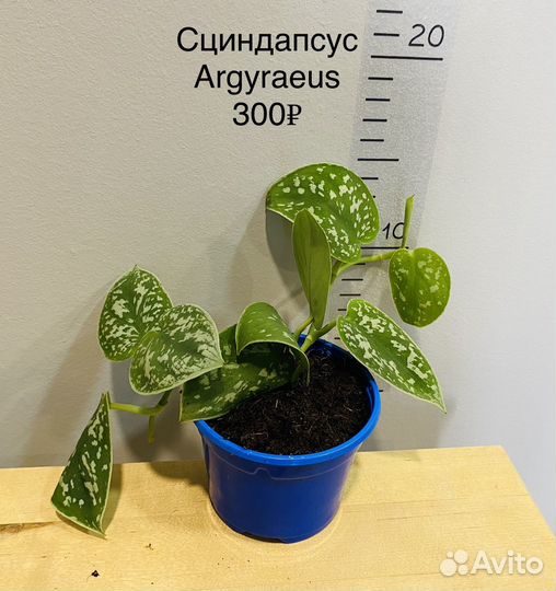 Сциндапсусы Argyraeus, Trebie, Silver Ann