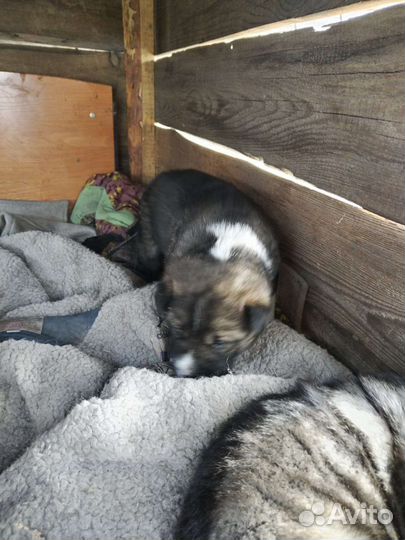 Отдам в добрые руки щенков