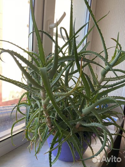 Алоэ столетник большой с горшком