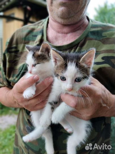 Котята отдам бесплатно