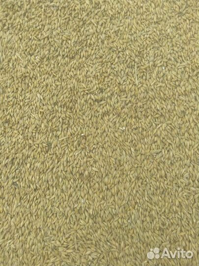 Зерно пшеница ячмень