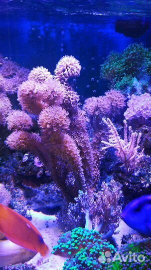 Кораллы для морского аквариума