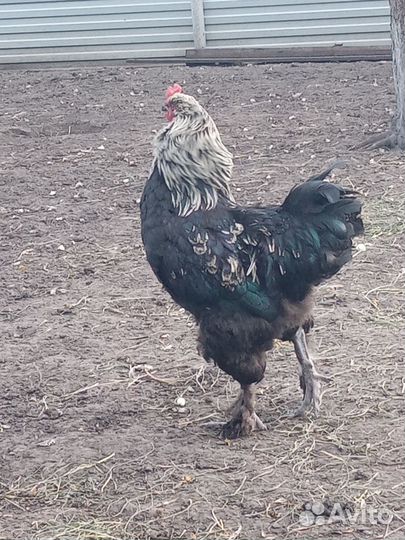 Петух породы Брама