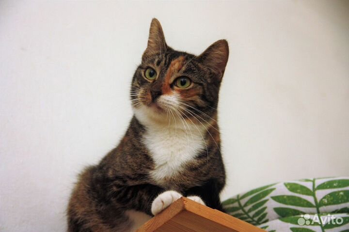 Кошечка Варя