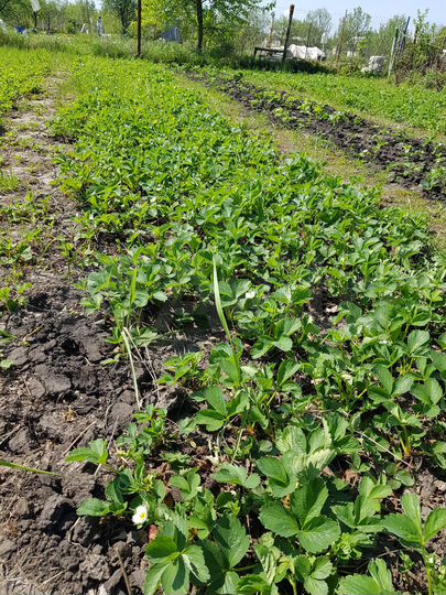 Дача 24 м² на участке 12 сот.