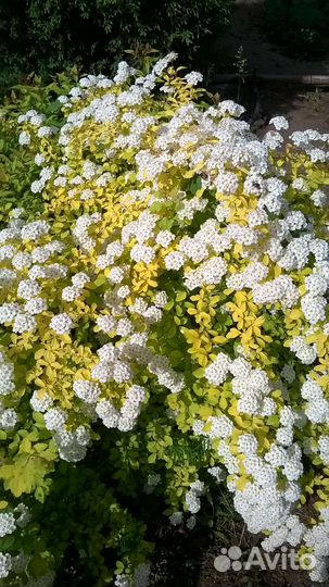 Декоративные кустарники