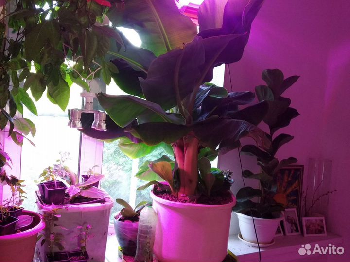 Банан киевский карлик