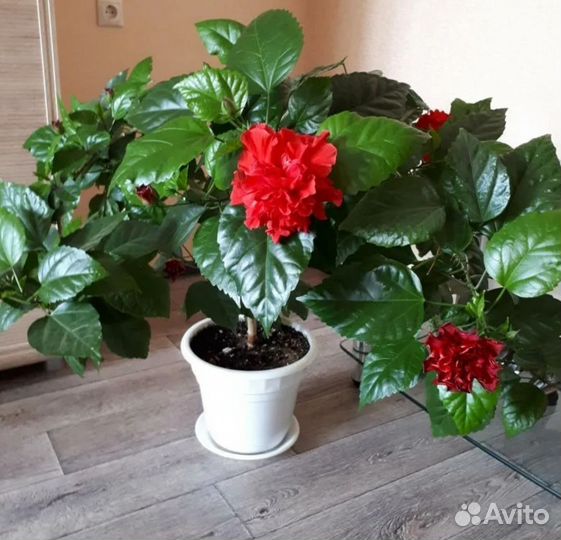 Гибискус(китайская роза)