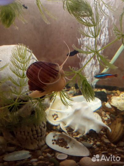 Улитки ампулярии аквариумные
