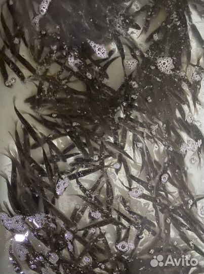 Живец карась опт