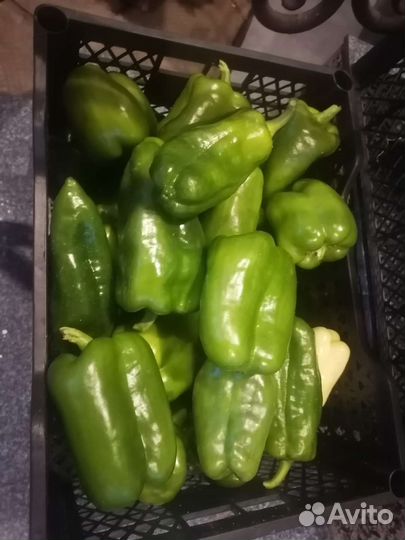 Перец болгарский