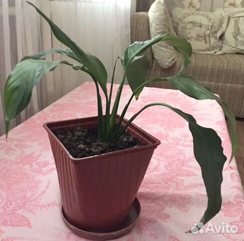 Комнатные растения