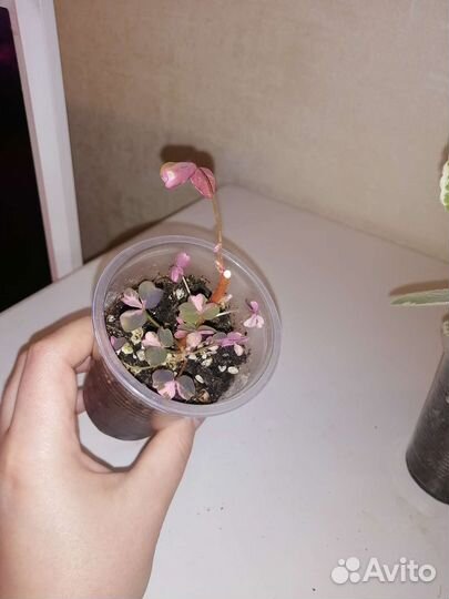 Кислица вариегатная и мята комнатная вариегатная