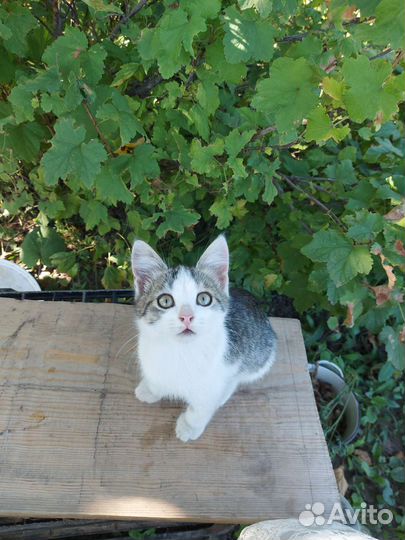 Кошки в добрые руки