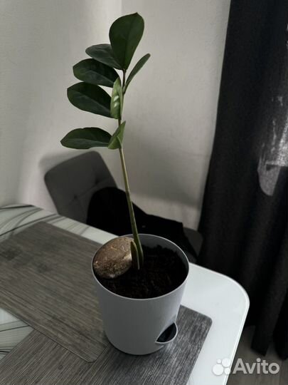 Замиокулькас