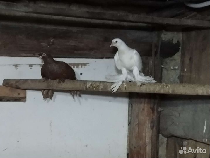 Голуби