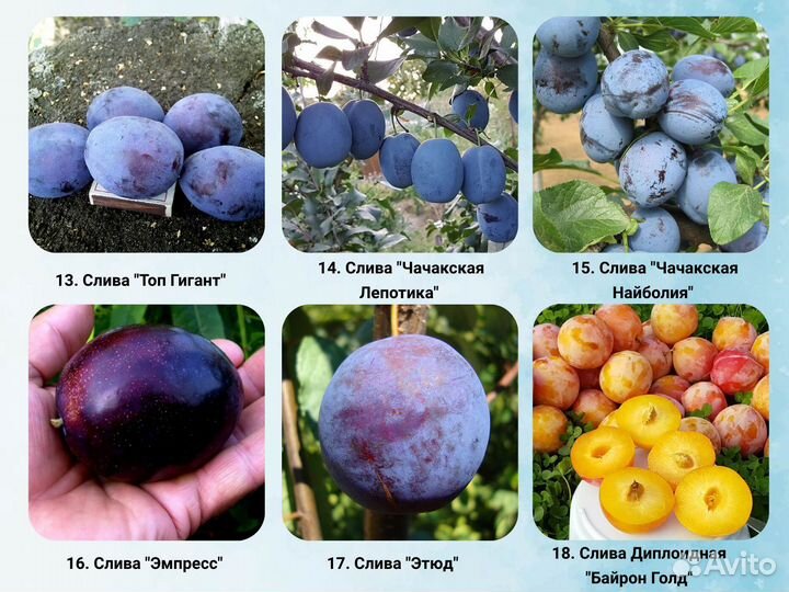 Саженцы Алычи, Сливы