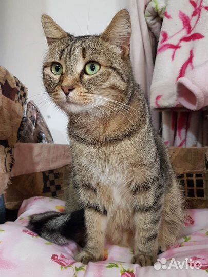 Кошки в добрые руки