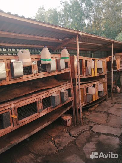 Клетки для кроликов, цена за всё