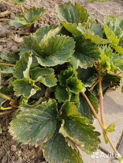 Саженцы клубники и плодовых