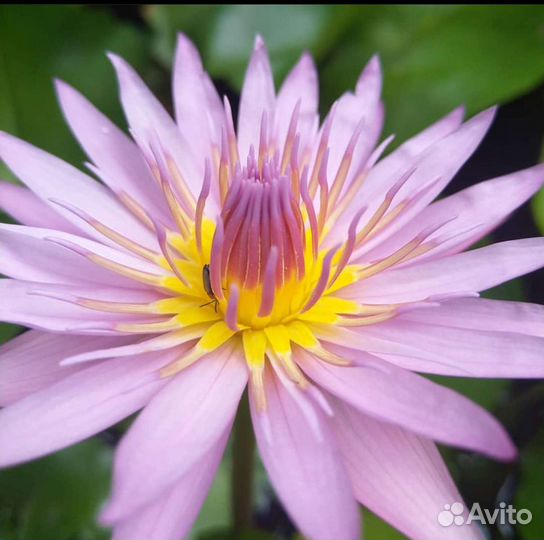 Семена Нимфеи лиловая/и др цвета,лотос,кубышка