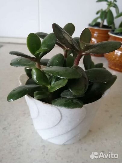Крассула толстянка денежное дерево