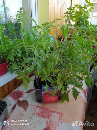 Рассада помидор