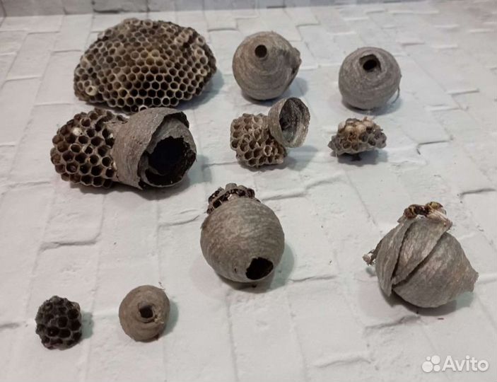 Осиное гнездо