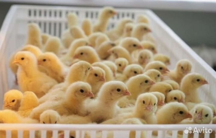Цыплята бройлеры кобб 500