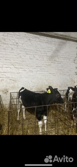 Бычки и телята