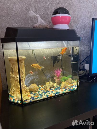 Аквариум с рыбками