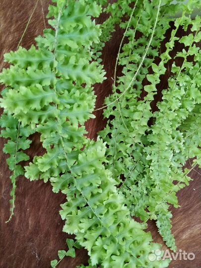 Папоротник