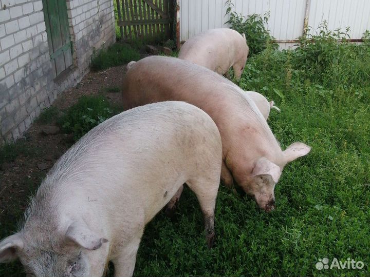 Поросята на мясо домашние