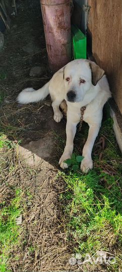 Среднеазиатская овчарка алабай