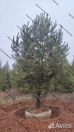 Ель сосна 3,4,5 метра премиум качество