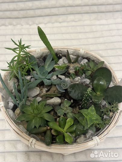 Флорариум суккуленты
