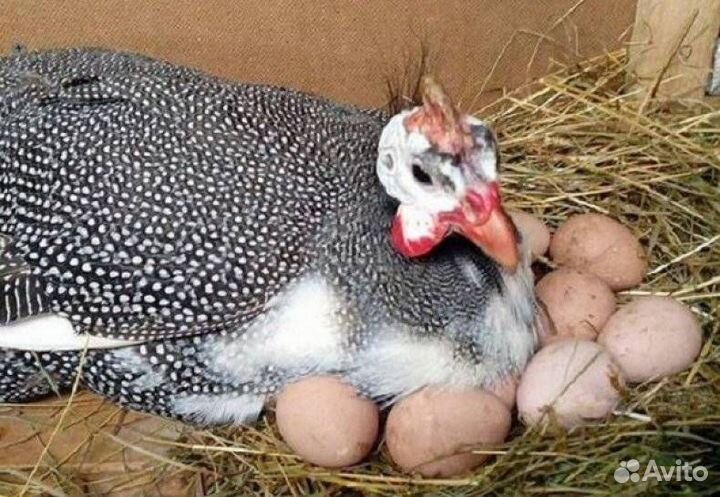 Инкубационное яйцо цесарки