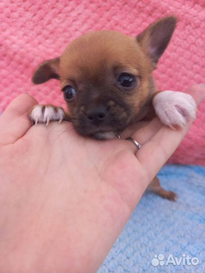 Щенок чихуахуа мини девочка