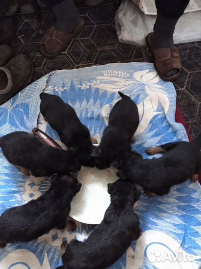 Щенки немецкой овчарки