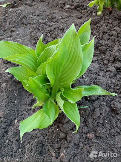 Хоста растение