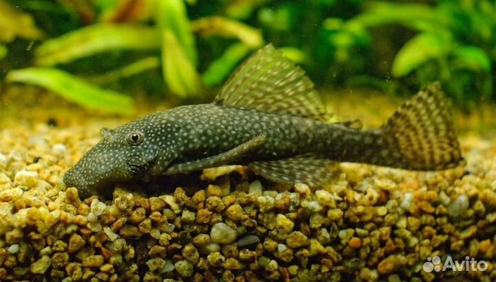 Анциструс коричневый 2-2,5см, сомики - чистильщики