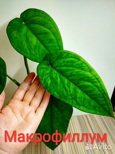 Орм Нак,Макрофиллум,Ред Спот, Венеция