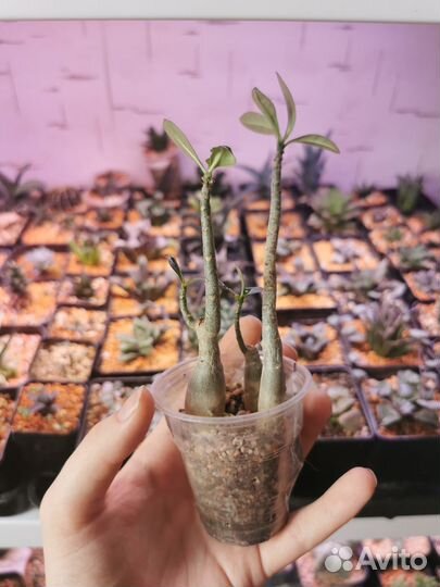 Коллекционные суккуленты