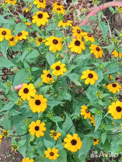 Цветы многолетники