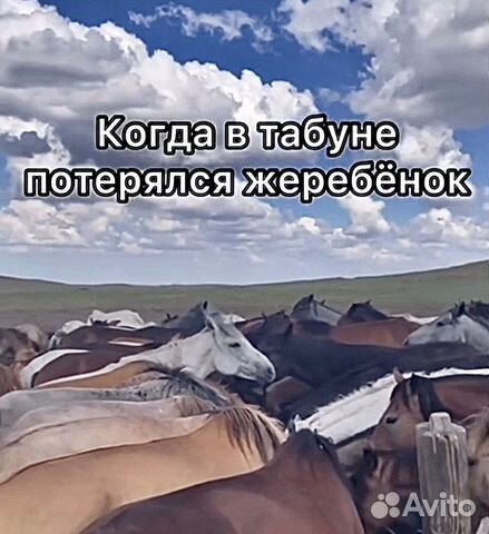 Gps ошейник для жеребят