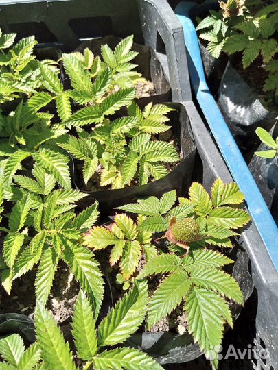 Тибетская малина Мяо-мяо, саженцы